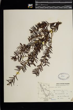 Image representing Taxus brevifolia.