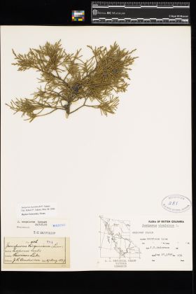 Image representing Juniperus scopulorum.