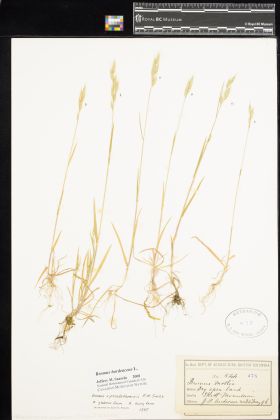 Image representing Bromus hordeaceus.