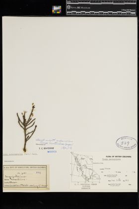 Image representing Tsuga mertensiana.