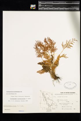 Image representing Cryptogramma acrostichoides.