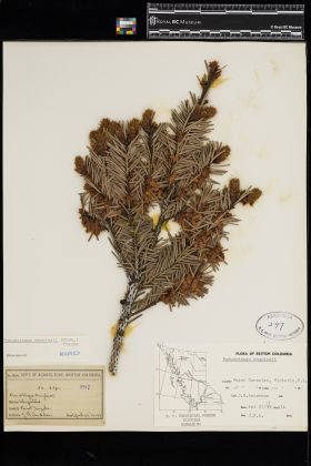 Image representing Pseudotsuga menziesii.