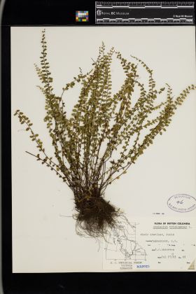 Image representing Asplenium trichomanes.