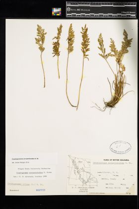 Image representing Cryptogramma acrostichoides.