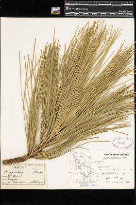 Image representing Pinus ponderosa.