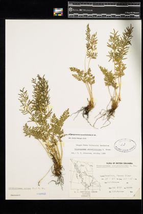 Image representing Cryptogramma acrostichoides.