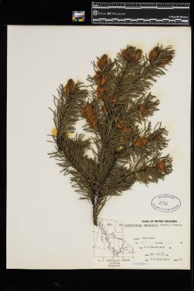 Image representing Pseudotsuga menziesii.