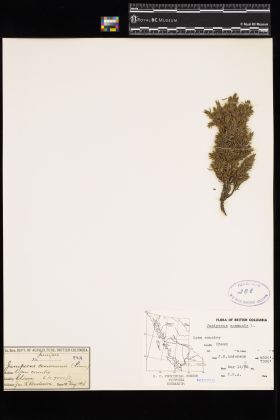 Image representing Juniperus communis.