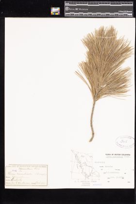 Image representing Pinus monticola.