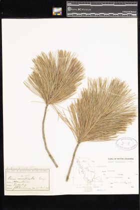 Image representing Pinus monticola.