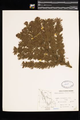 Image representing Abies amabilis.