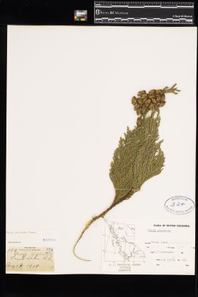 Image representing Thuja plicata.