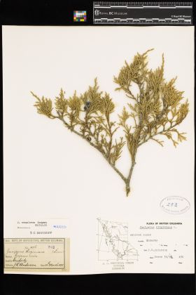 Image representing Juniperus scopulorum.