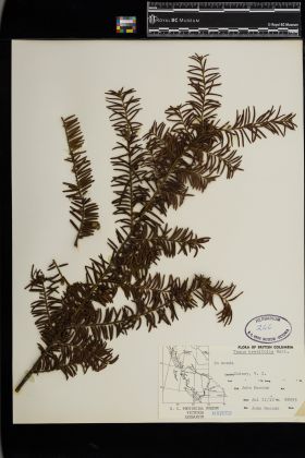 Image representing Taxus brevifolia.