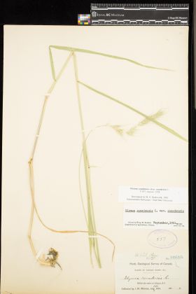 Image representing Elymus canadensis ssp. canadensis.