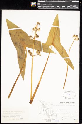 Image representing Sagittaria latifolia.