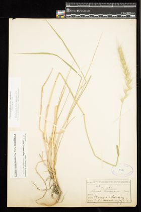 Image representing Elymus canadensis ssp. canadensis.