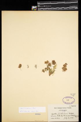 Image representing Azolla mexicana.