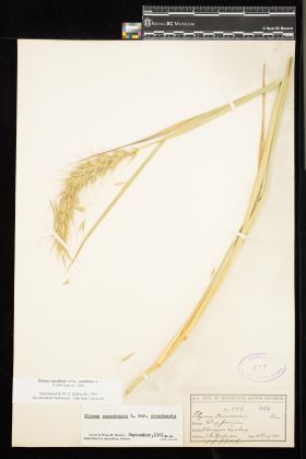 Image representing Elymus canadensis ssp. canadensis.