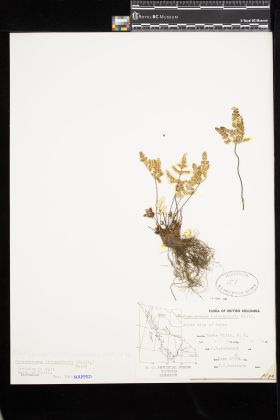Image representing Pentagramma triangularis.