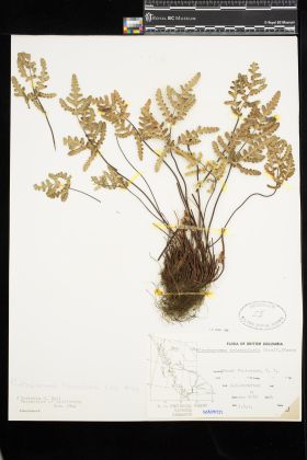 Image representing Pentagramma triangularis.