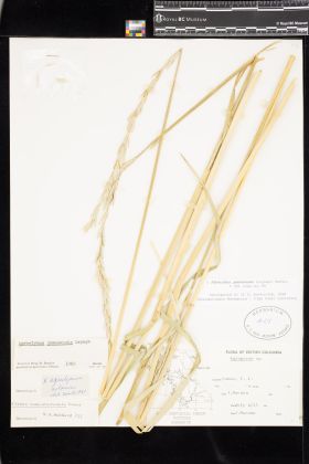 Image representing X Agroelymus jamesenisi.