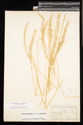Image representing Elymus canadensis ssp. canadensis.