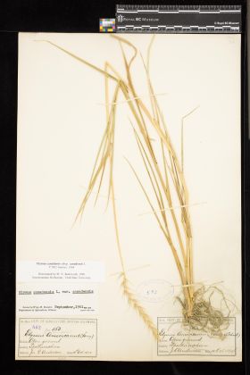 Image representing Elymus canadensis ssp. canadensis.