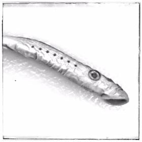 Image representing Lampetra ayresii.