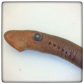 Image representing Entosphenus macrostomus.