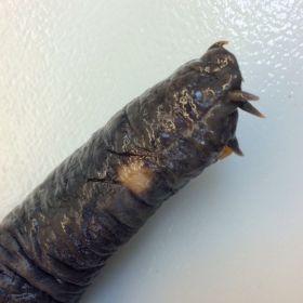 Image representing Eptatretus deani.