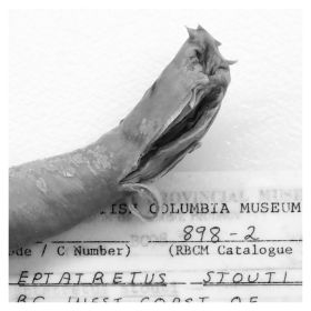 Image representing Eptatretus stoutii.