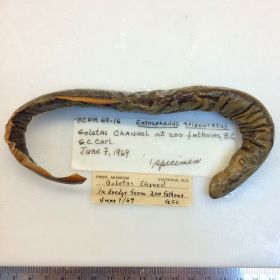 Image representing Entosphenus tridentatus.