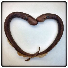 Image representing Entosphenus macrostomus.