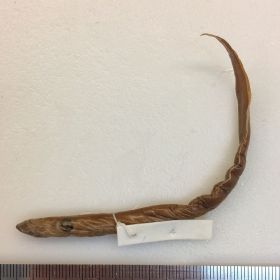 Image representing Entosphenus macrostomus.