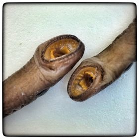 Image representing Entosphenus macrostomus.