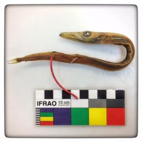 Image representing Arctozenus risso.