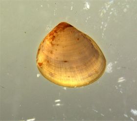 Image representing Pisidium compressum.