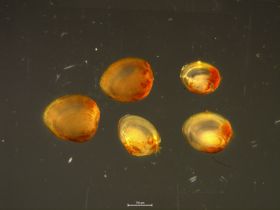 Image representing Pisidium compressum.