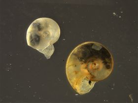 Image representing Gyraulus parvus.