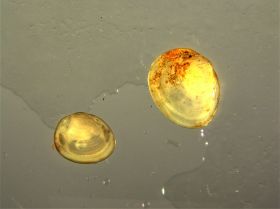 Image representing Pisidium compressum.