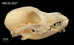 Image representing Canis familiaris.