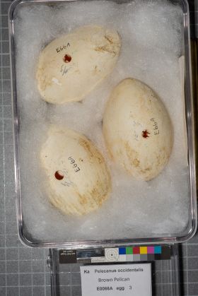 Image representing Pelecanus occidentalis.