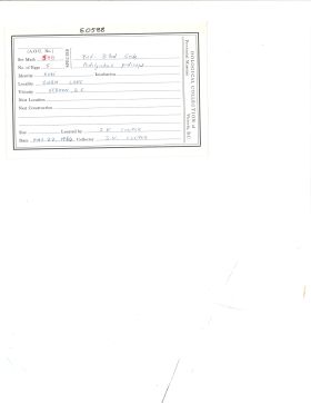 Image representing Podilymbus podiceps.