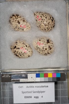 Image representing Actitis macularius.