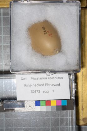 Image representing Phasianus colchicus.