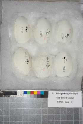 Image representing Podilymbus podiceps.