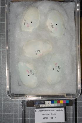 Image representing Aechmophorus occidentalis.