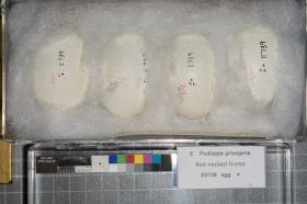 Image representing Podiceps grisegena.