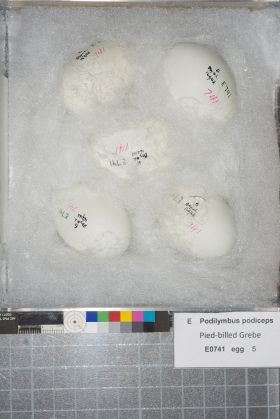 Image representing Podilymbus podiceps.